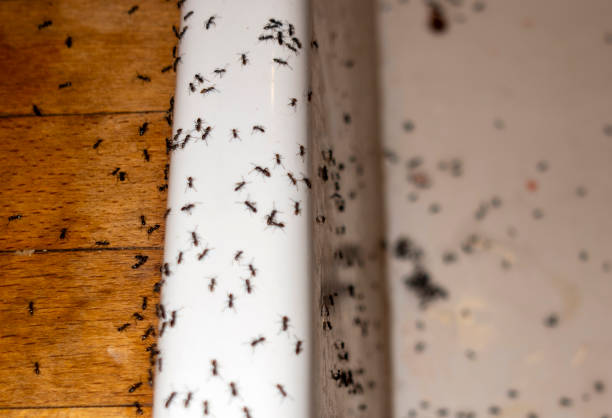 Best Exterminator Services  in Vcennes, IN
